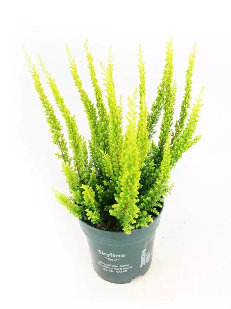 Vienmetė gėlė, viržis (3 spalvų), vazonėlio skersmuo 12 cm.