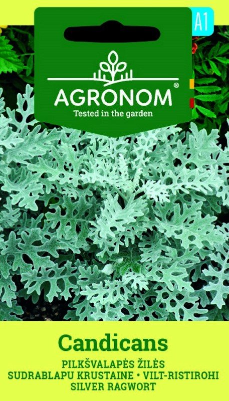 Gėlių sėklos, AGRONOM žilės pilkšvalapės CANDICANS, 0,1 g.