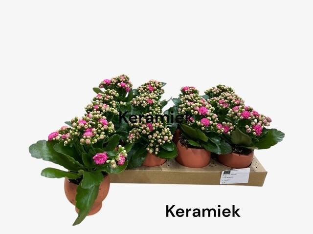 Kambarinis augalas, kalankė, keraminiame vazonėlyje, vazonėlio skersmuo 7 cm.