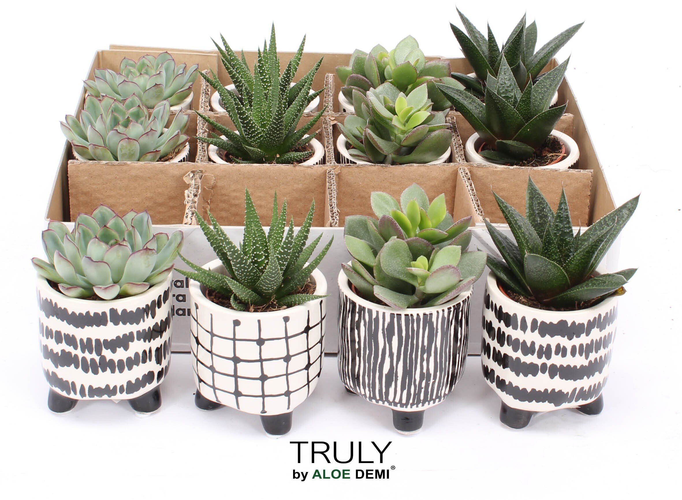 Kambarinis augalas, sukulentai, įvairūs, vazonėlio skersmuo 7 cm.