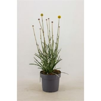Žolinis augalas, kraspedija "Golf Beauty", vazono skersmuo 17 cm.