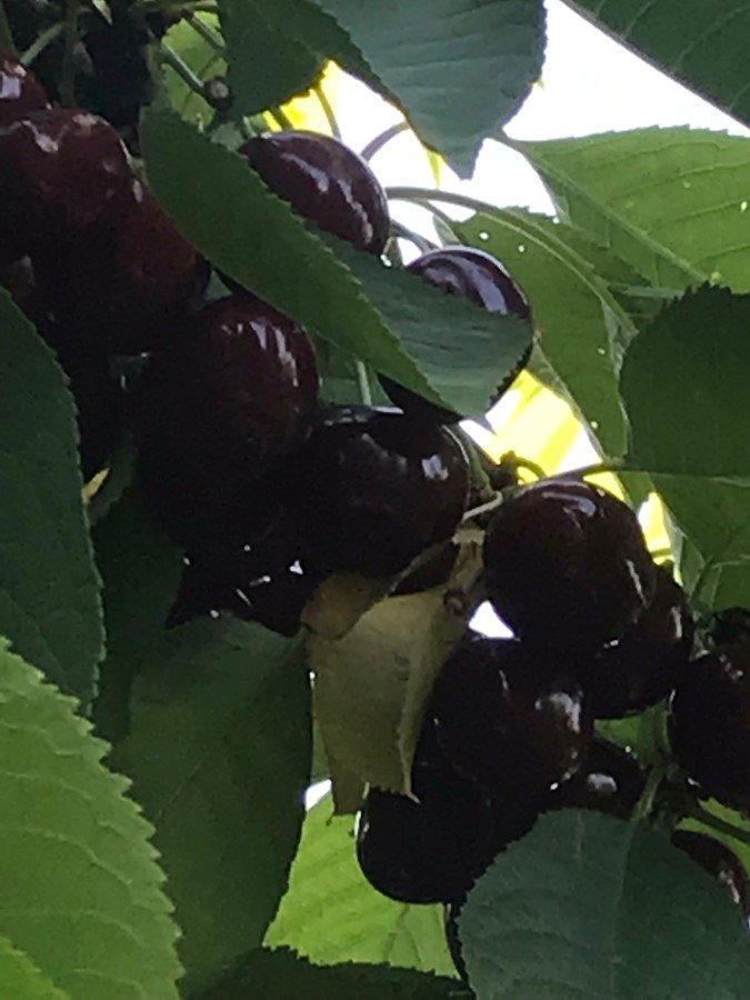 Vaismedis, trešnė "Burlat" (ankstyvoji)