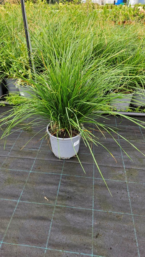 Žolinis augalas, šluotsmilgė, vazonėlio skersmuo 19 cm.