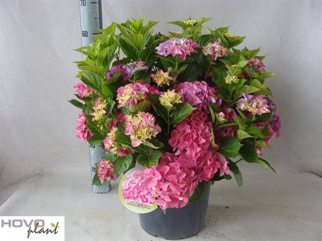 Dekoratyvinis krūmas, hortenzija "Early", vazonėlio skersmuo 29 cm.