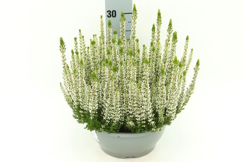 Vienmetė gėlė, viržis, vazonėlio skersmuo 23 cm.