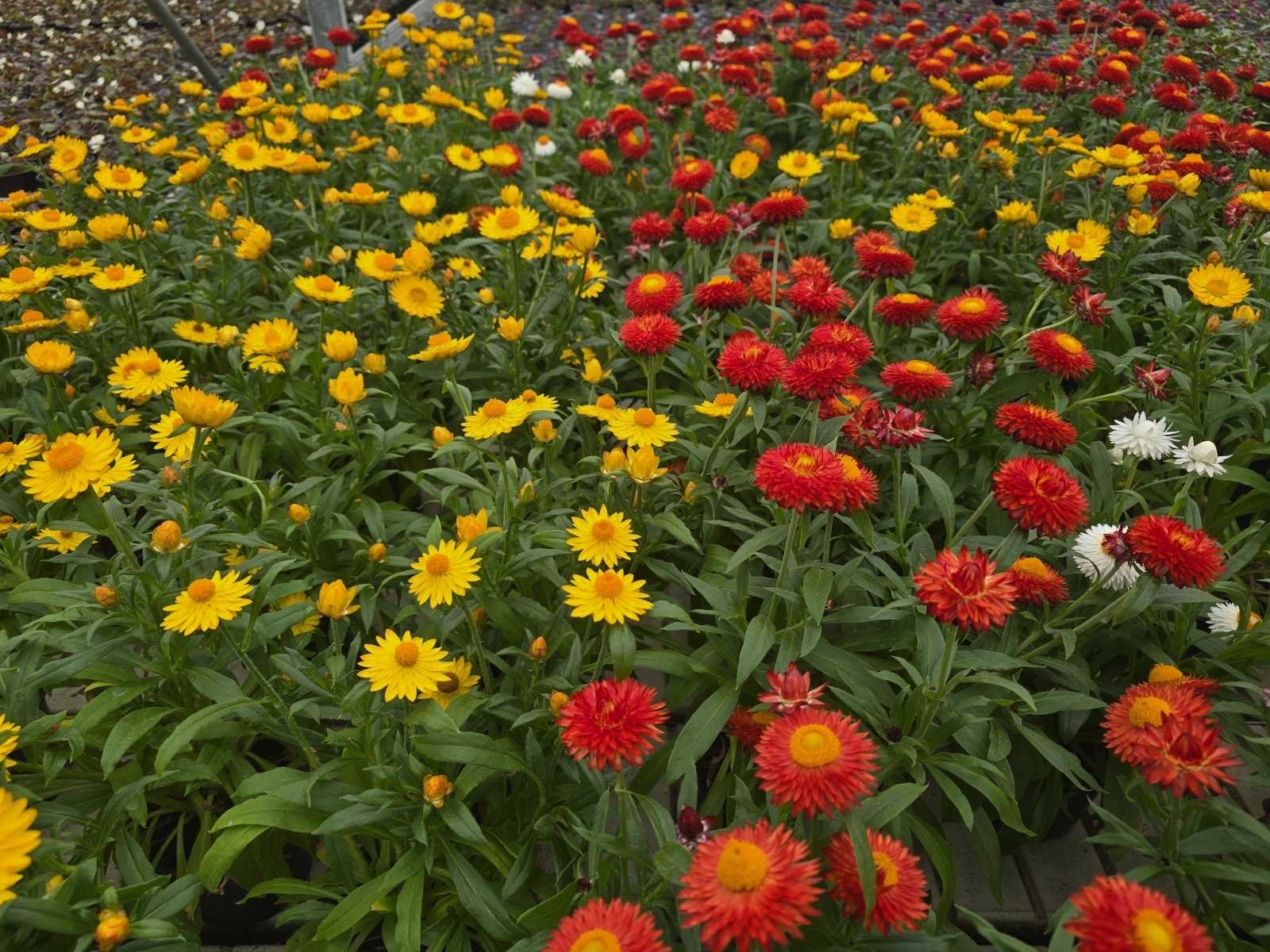 Vienmetė gėlė, šlamutis, vazonėlio skersmuo 15 cm.