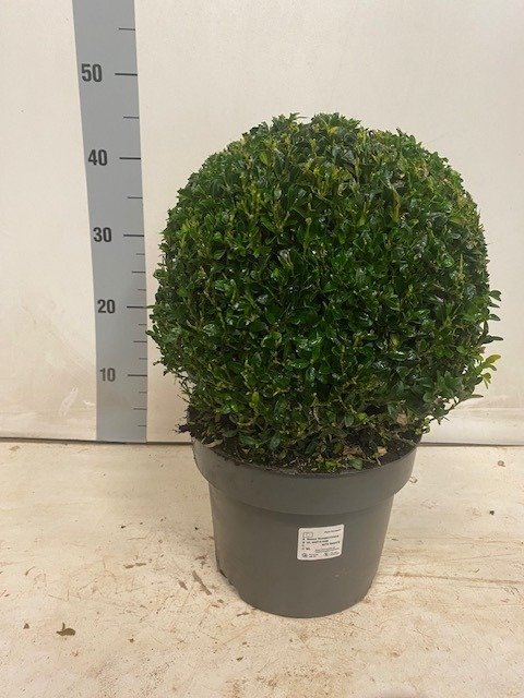 Dekoratyvinis krūmas, buksmedis "Rutulys", vazonėlio skersmuo 23 cm.