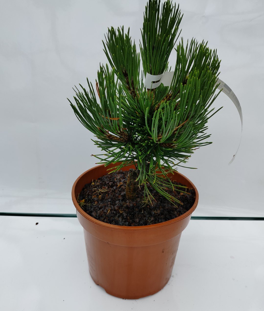 Spygliuotis, pušis baltažiedė "Compact Gem", vazono talpa 3 l.