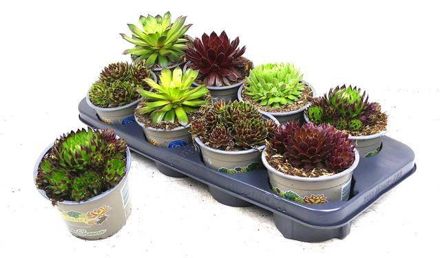 Alpinariumo augalas, šilropė, įvairios, vazonėlio skersmuo 13 cm.