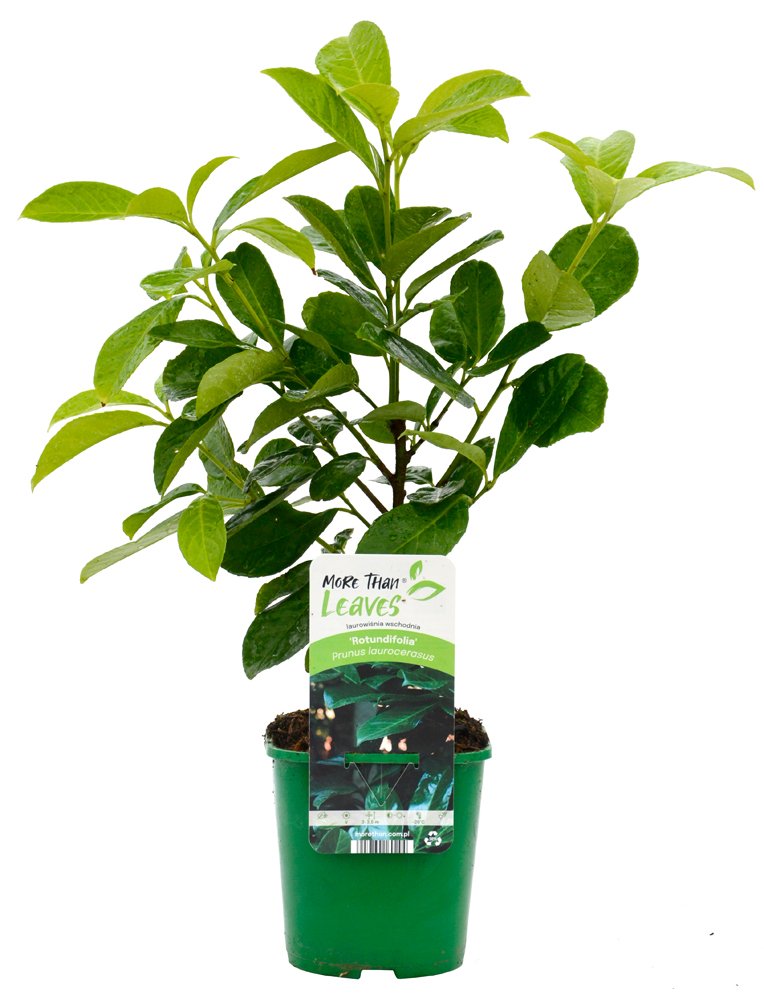 Dekoratyvinis krūmas, lauravyšnė, vazonas 2 l.