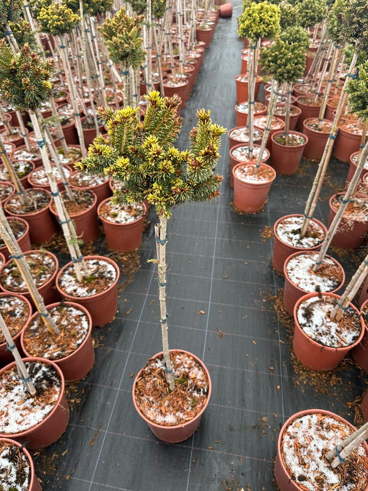 Spygliuotis, eglė paprastoji "Gold Nugget", ant stiebo, vazonėlio skersmuo 22 cm.