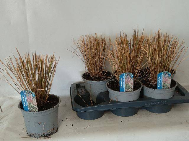 Žolinis augalas, ašuotė, vazonėlio skersmuo 17 cm.