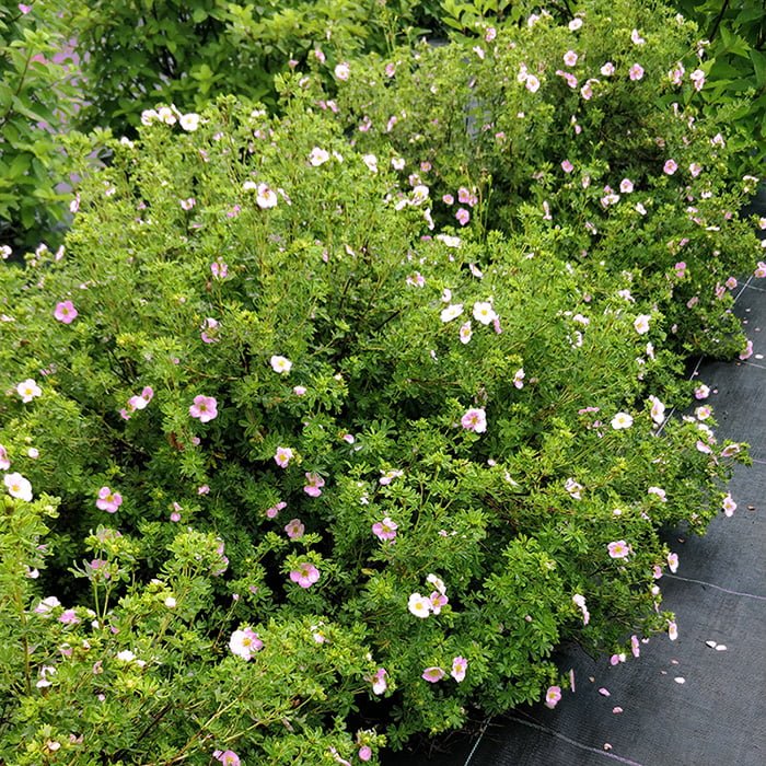 Dekoratyvinis krūmas, sidabražolė krūminė "Princess", vazonėlio talpa 2 l.