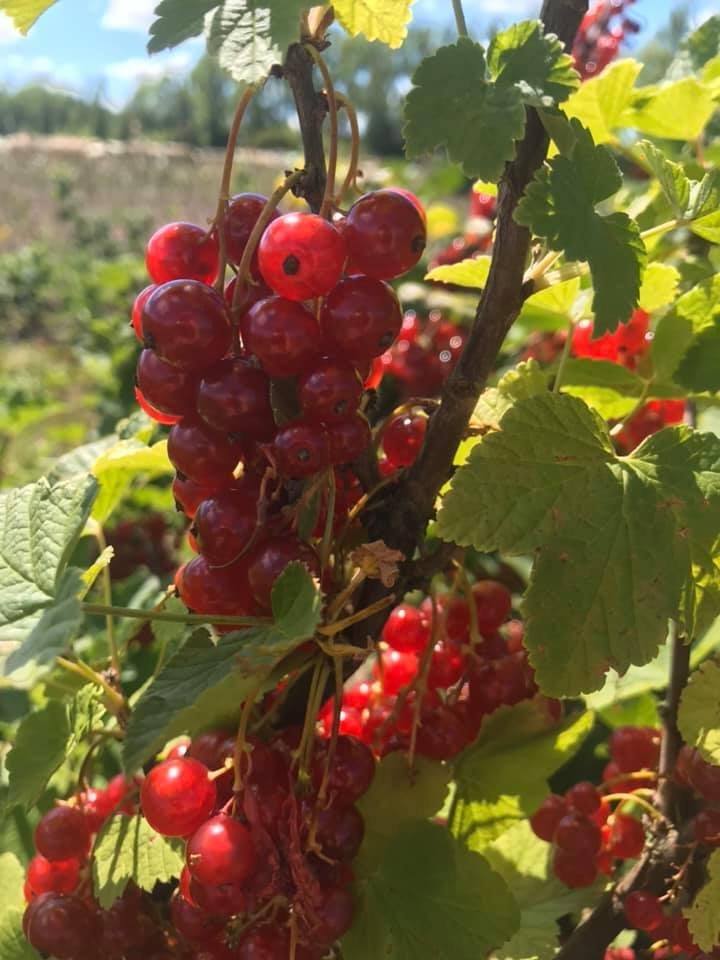Vaiskrūmis, serbentas "Jonkheer van Test", raudonas, kamieninė forma