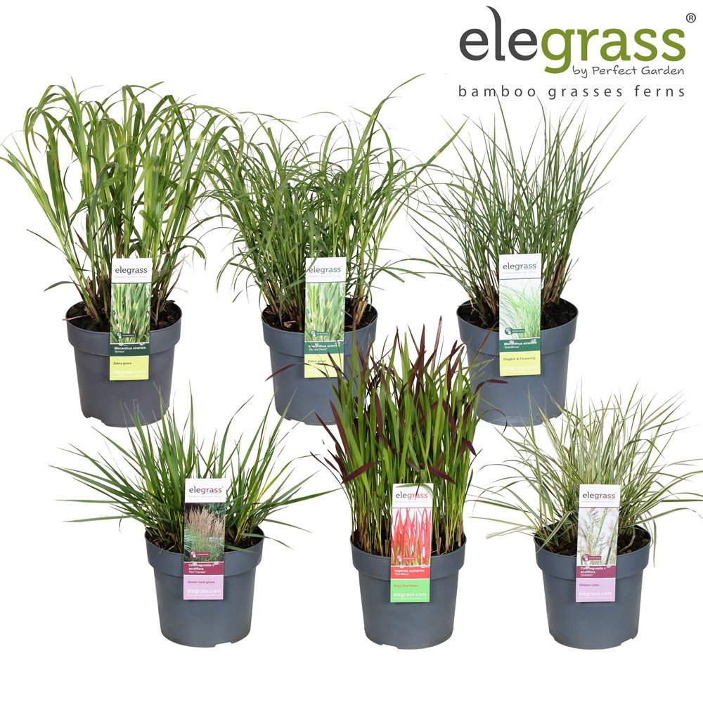 Žolinis augalas, viksva, įvairios, vazonėlio skersmuo 19 cm.