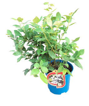 Vaiskrūmis, šilauogė aukštoji, įvairios veislės, vazonas 2,5 l.