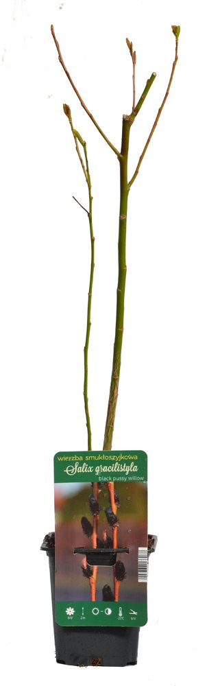 Dekoratyvinis medis, gluosnis, vazonėlio skersmuo 9 cm.