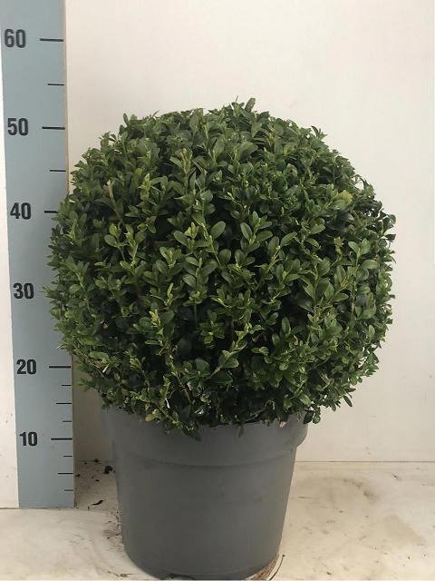 Dekoratyvinis krūmas, buksmedis, rutulio formos, vazono skersmuo 26 cm.