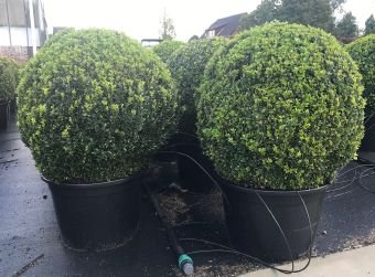 Dekoratyvinis krūmas, buksmedis paprastasis, apvalus, aukštis 70-75 cm., vazonėlio skersmuo 50 cm.