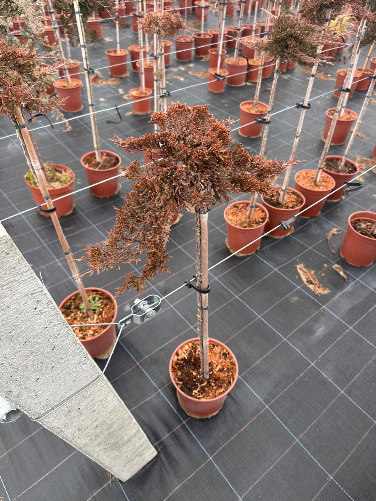 Spygliuotis, kadagys horizontalusis "Prince of Wales", ant stiebo, vazonėlio skersmuo 22 cm.