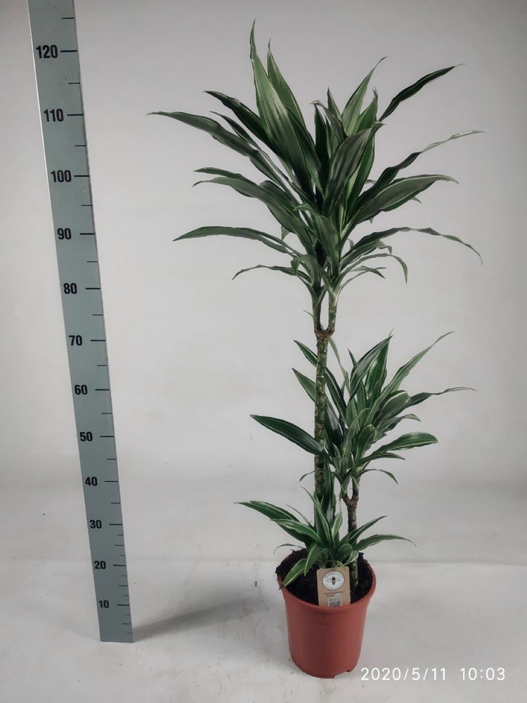 Kambarinis augalas, dracena "Warneckei", vazonėlio skersmuo 21 cm.