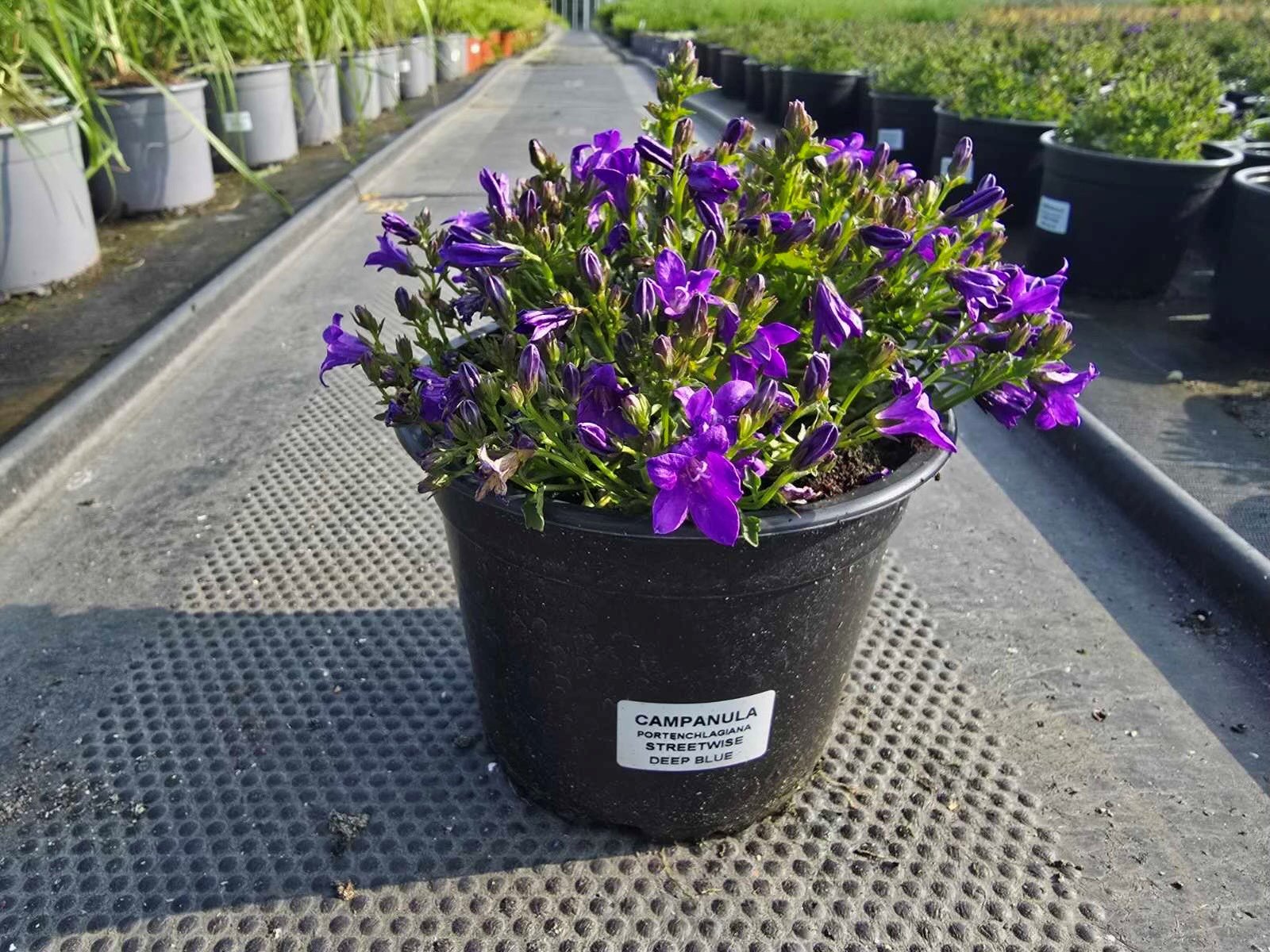 Daugiametė gėlė, katilėlis, vazonėlio skersmuo 15 cm.