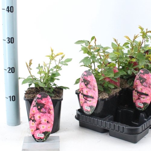 Daugiametė gėlė, rožė "Pink Blanket", vazonėlio skersmuo 14 cm.