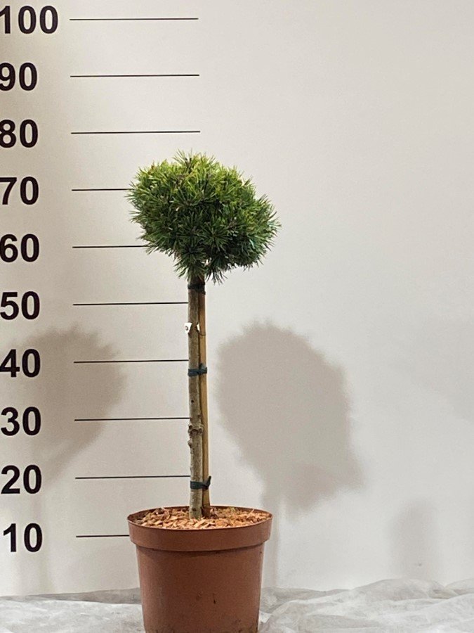 Spygliuotis, pušis "Kostelnicek", ant stiebo, vazonėlio skersmuo 17 cm.