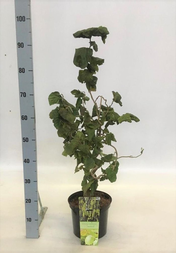 Dekoratyvinis krūmas, lazdynas paprastasis "Contorta", aukštis 60 cm., vazonas 5 l.