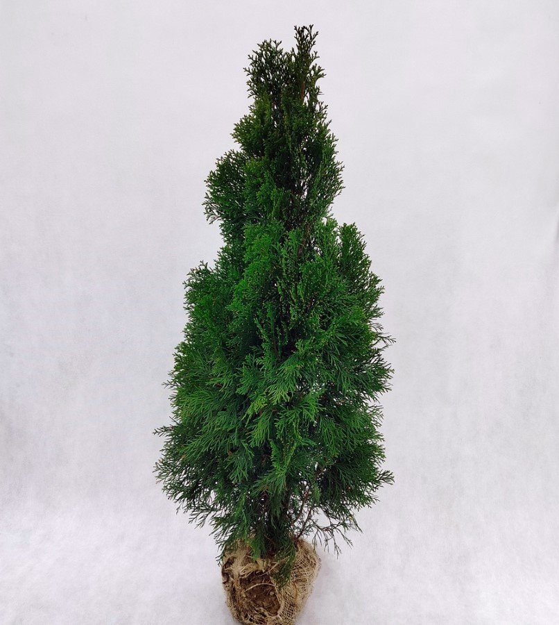 Spygliuotis, tuja vakarinė "Smaragd", aukštis 100 cm., kelta iš grunto, vazonėlio skersmuo 20 cm.