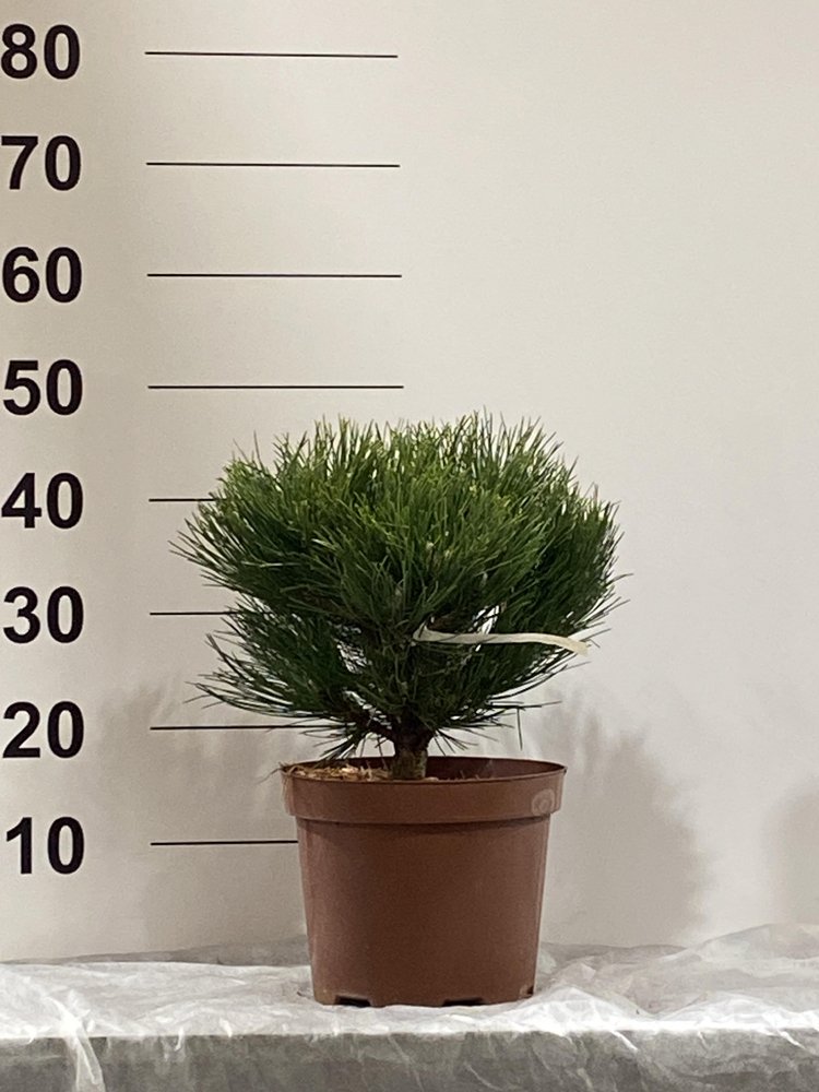 Spygliuotis, pušis "Hornibrookiana", vazonėlio skersmuo 22 cm.
