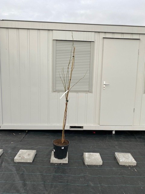 Dekoratyvinis medis, magnolija "Heaven Scent", vazonėlio skersmuo 30 cm.