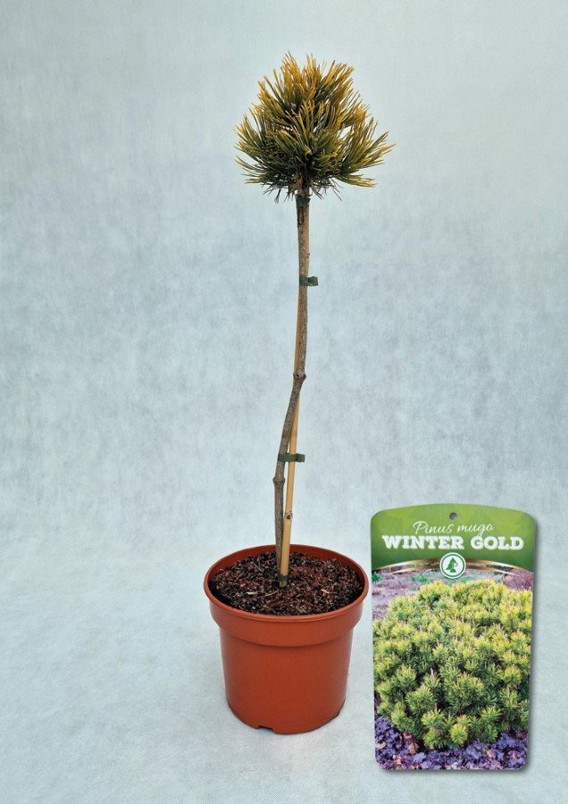 Spygliuotis, pušis kalninė "Winter Gold", vazonas 5 l.
