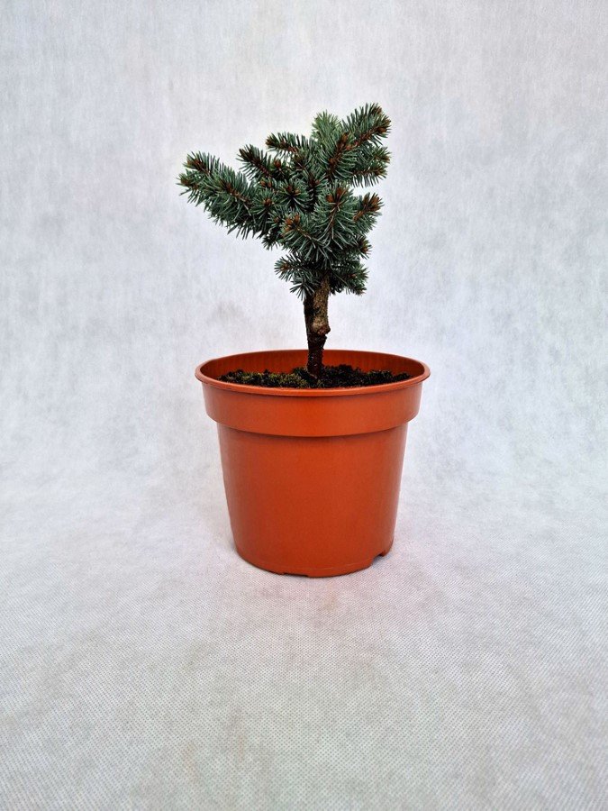 Spygliuotis, eglė dygioji "Glauca Globosa", vazonėlio skersmuo 19 cm.