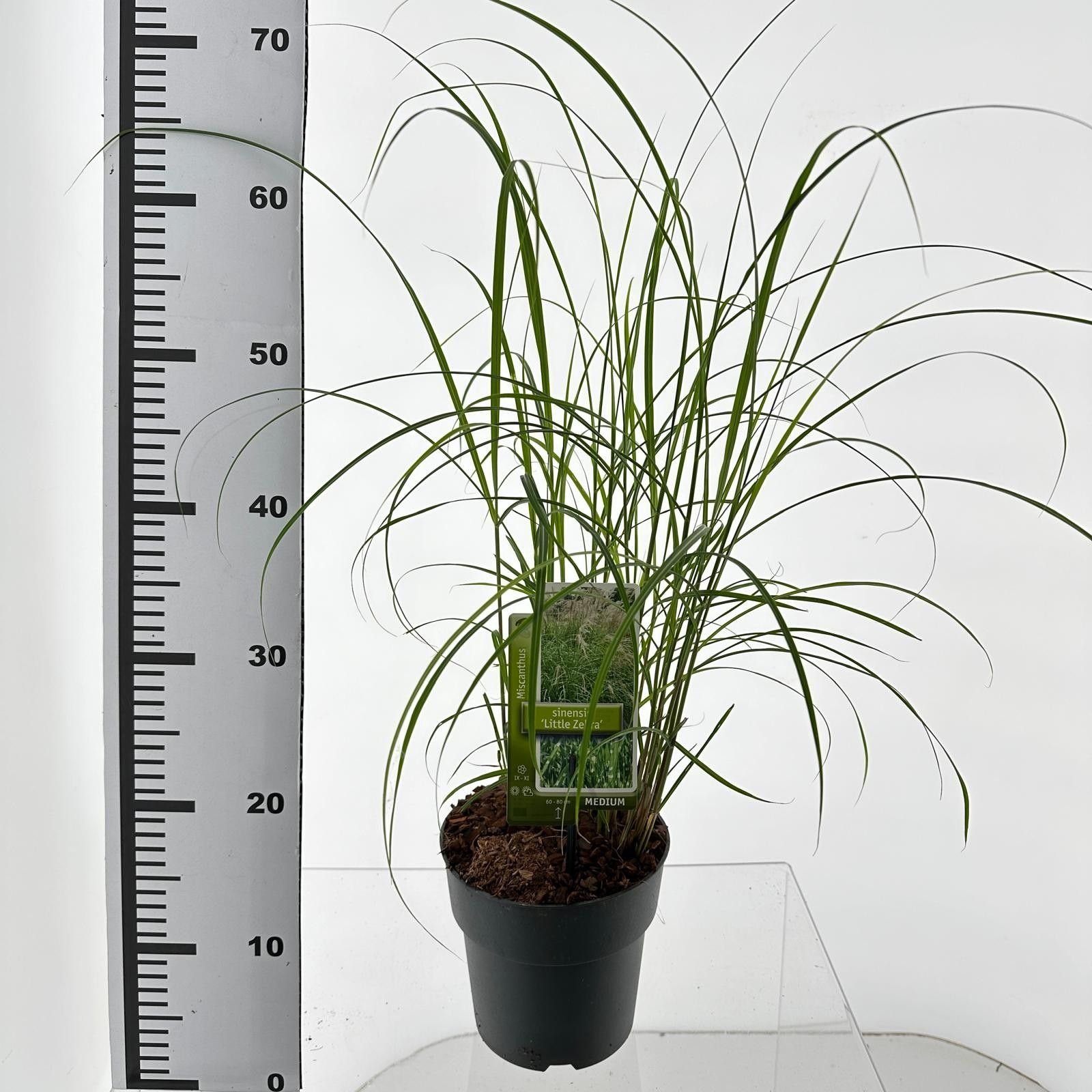 Žolinis augalas, miskantas "Little Zebra", vazonėlio skersmuo 19 cm.