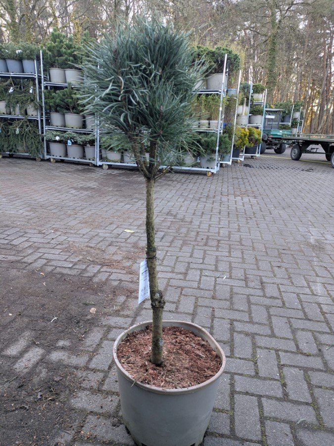 Spygliuotis, pušis paprastoji "Fastigiata", aukštis 100-125 cm., vazonas 25 l.