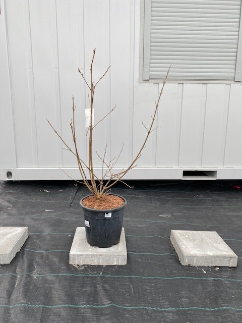 Dekoratyvinis krūmas, vaisuolė azijinė, vazonėlio skersmuo 27 cm.