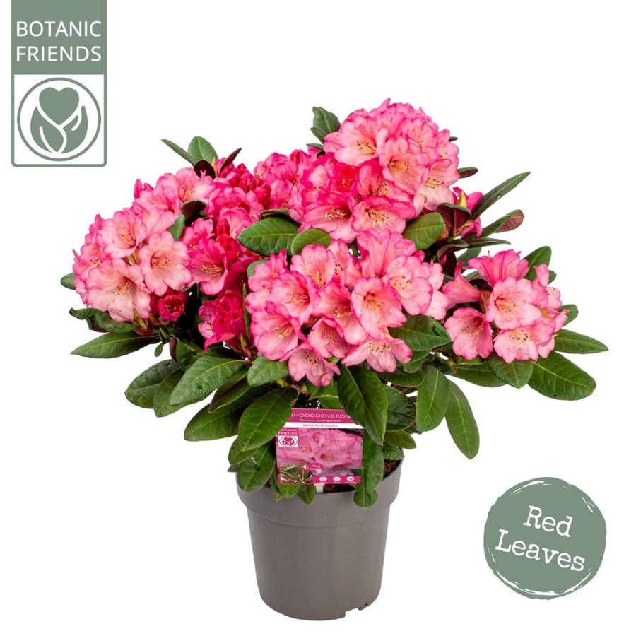 Dekoratyvinis krūmas, rododendras "Wine & Roses", vazonas 3 l.