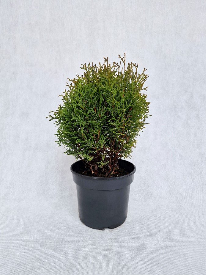 Spygliuotis, tuja vakarinė "Hoseri", vazonėlio skersmuo 19 cm.