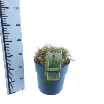 Žolinis augalas, kupstinė šluotsmilgė "Goldtau", vazonėlio skersmuo 29 cm.