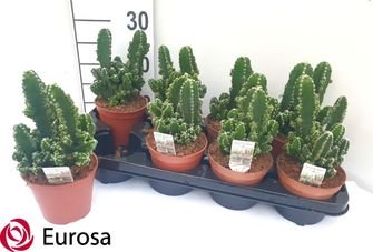 Kambarinis augalas, stulpenis "Florida", vazonėlio skersmuo 12 cm.