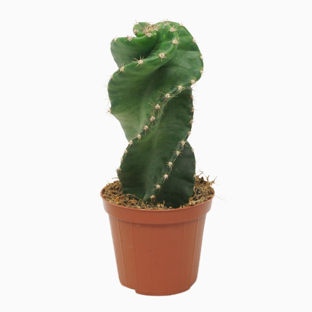 Kambarinis augalas, žydintis kaktusas, vazonėlio skersmuo 9 cm.