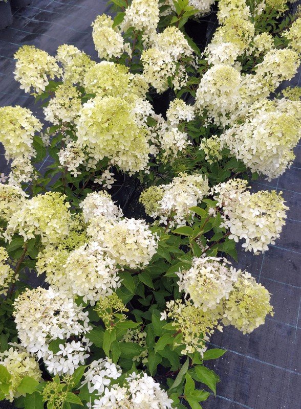 Dekoratyvinis krūmas, šluotelinė hortenzija, vazonas 5 l.