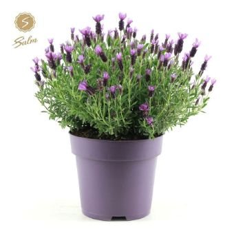Vienmetė gėlė, levanda nuostabioji "Anouk", vazonėlio skersmuo 24 cm.