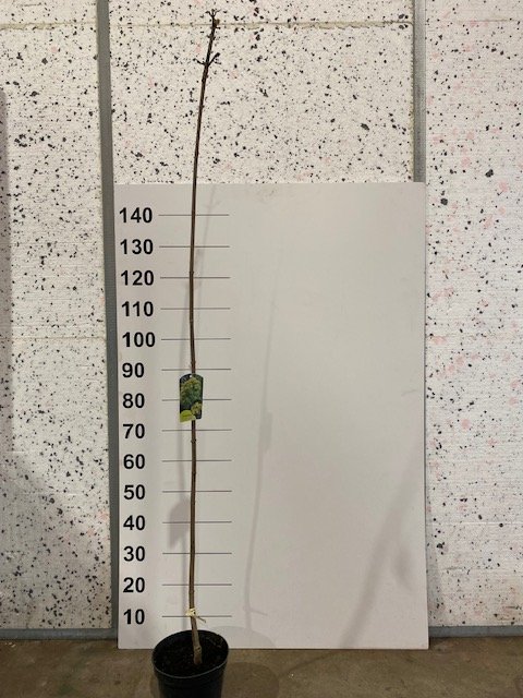 Dekoratyvinis medis, klevas "Princeton Gold", vazonėlio skersmuo 21 cm.