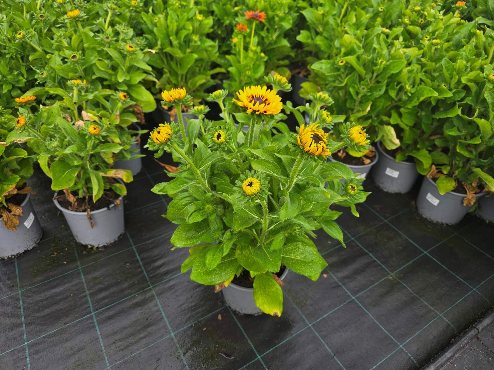 Vienmetė gėlė, rudbekija, vazonas 3 l.