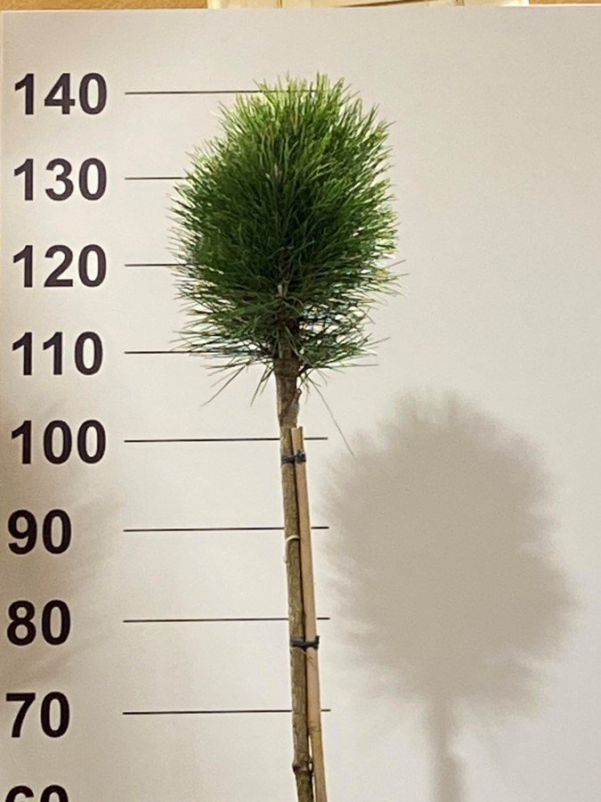 Spygliuotis, pušis "Summer Breze", ant stiebo, vazonėlio skersmuo 22 cm.