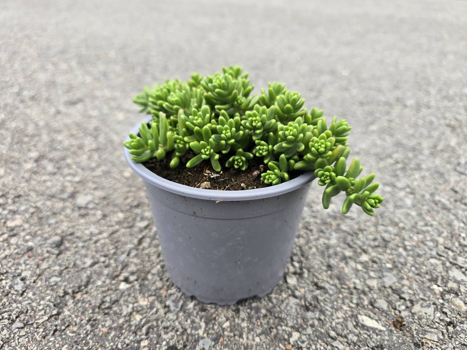 Alpinariumo augalas, šilokas, vazonėlio skersmuo 15 cm.