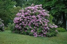 Dekoratyvinis krūmas, rododendras, įvairios veislės, vazonas 2 l.