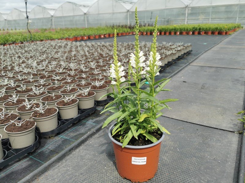 Daugiametė gėlė, pūstatauris, vazonėlio skersmuo 17 cm.